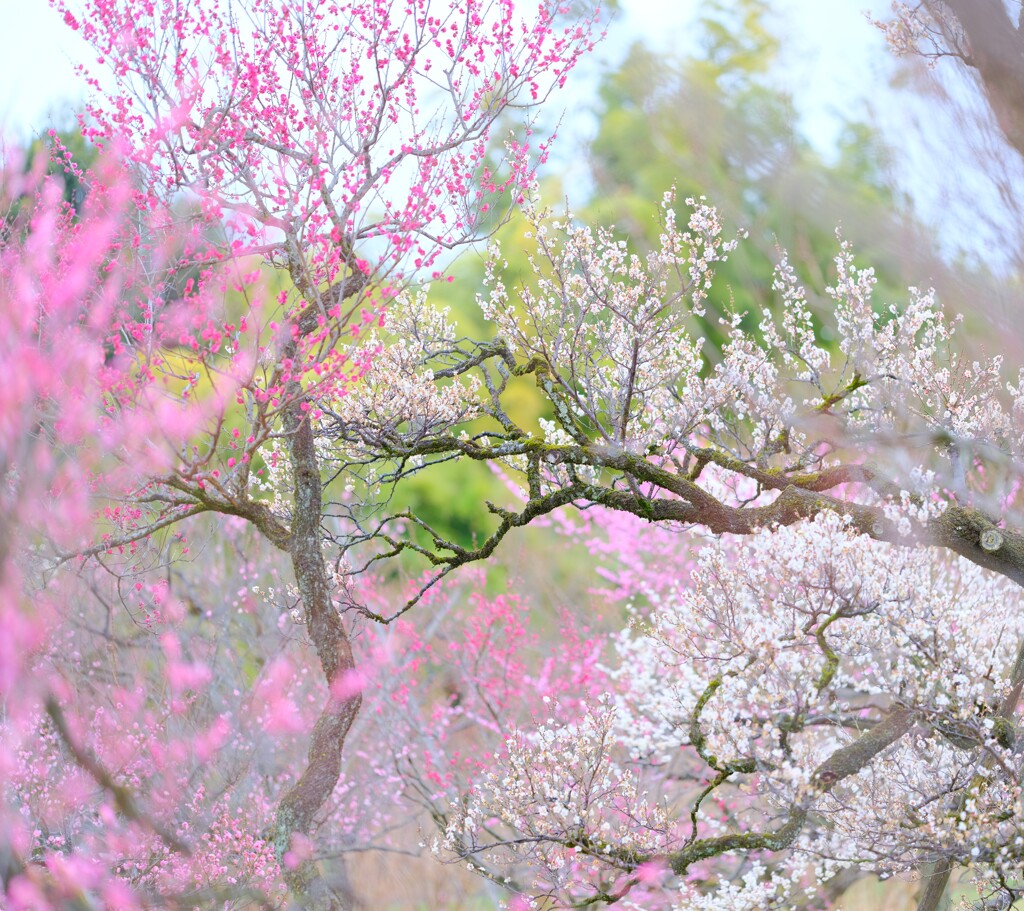 梅～神代植物公園２