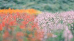 森林公園～サルビア