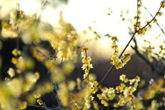 昭和記念公園の冬～蝋梅2