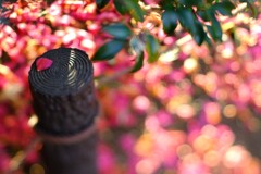 昭和記念公園の冬～サザンカ3