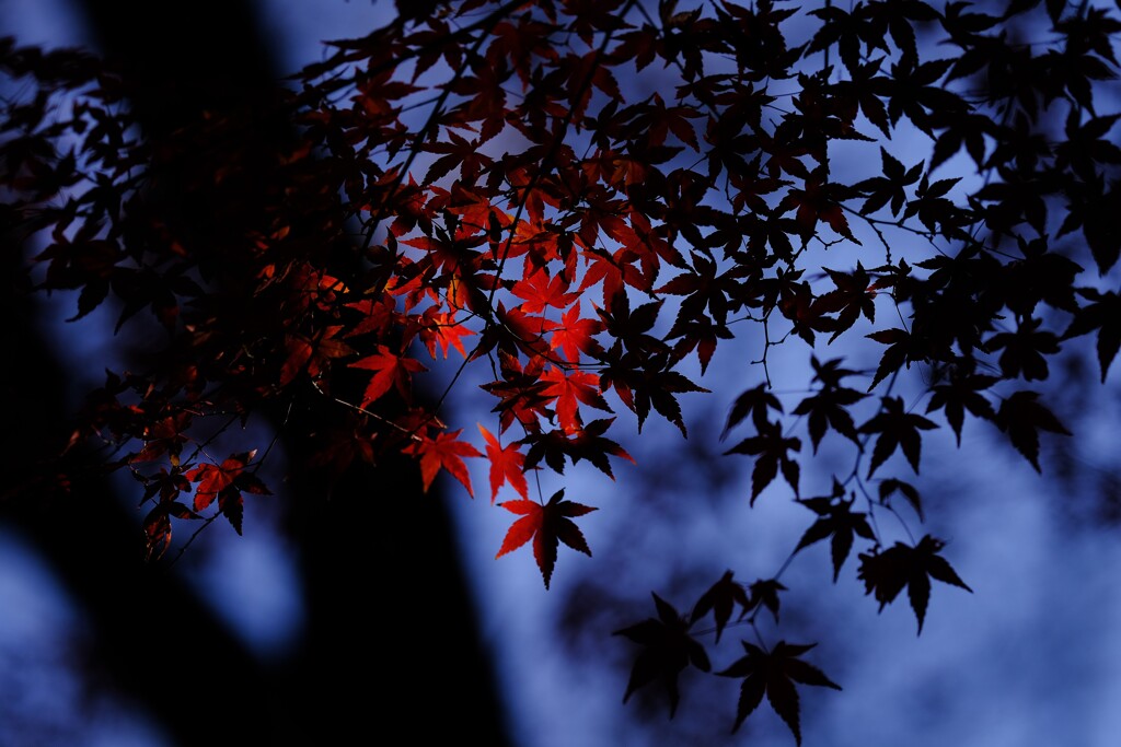 みずほエコパーク4～モミジ赤黒