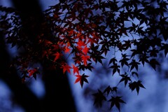 みずほエコパーク4～モミジ赤黒