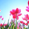 ice tulip