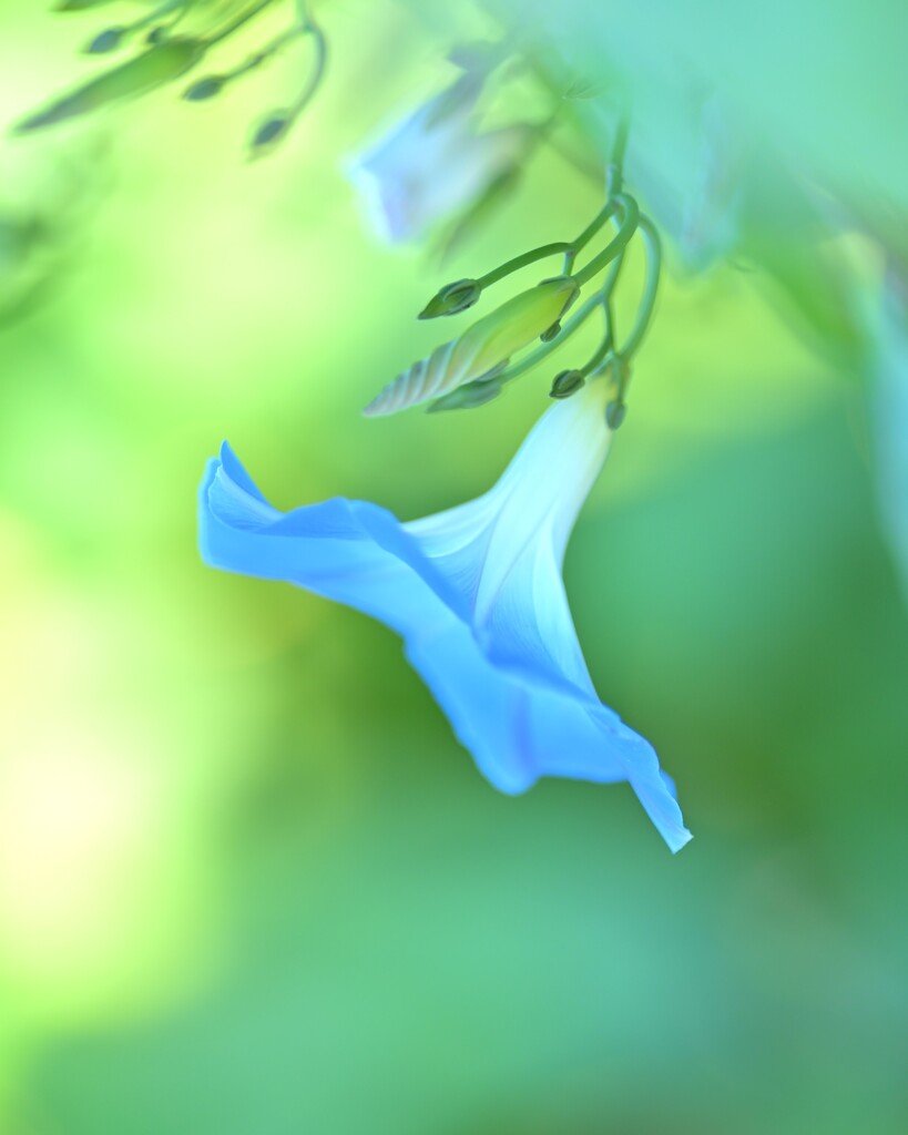ソライロアサガオ～鼻高展望花の丘