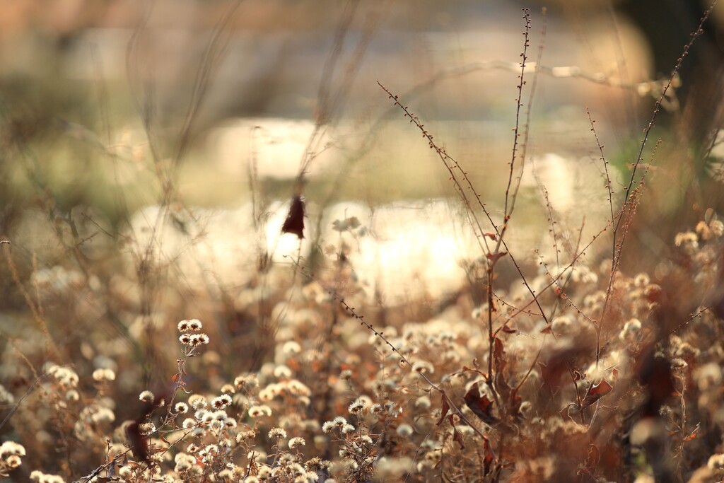 昭和記念公園の冬～冬の庭1