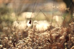 昭和記念公園の冬～冬の庭1