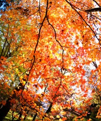 小海線沿線の秋~湖畔楓 小海線沿線の秋~湖畔楓