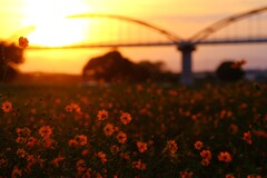 夕焼けキバナコスモス～吹上コスモス1