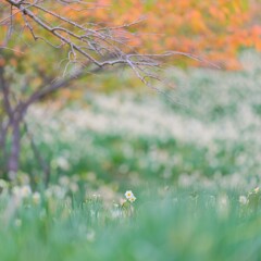 をくづれ水仙峡・佐久間ダム３