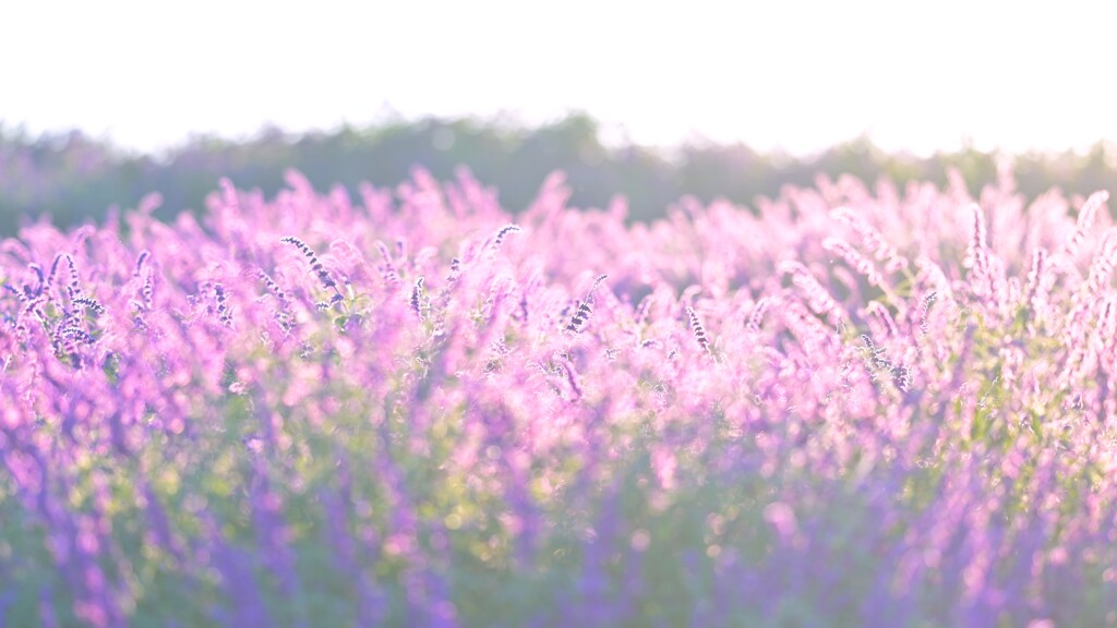 アメジストセージ～鼻高展望花の丘
