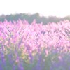 アメジストセージ～鼻高展望花の丘