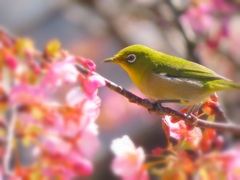 uguisu color