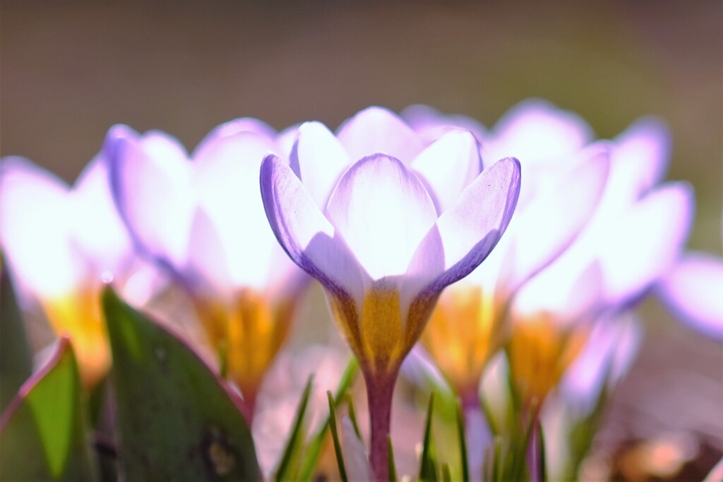 crocus