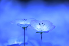 Nemophila