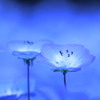 Nemophila