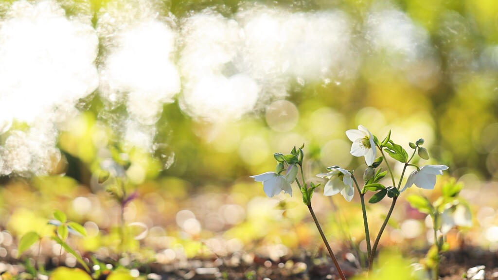 christmas rose