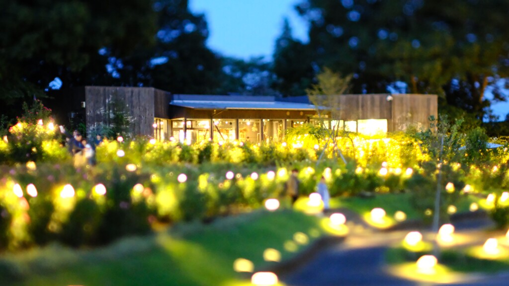 マリーゴールド～茨木フラワーパーク　フラワーイルミネイト