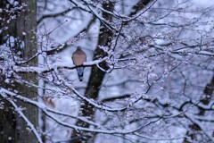 雪の鳩