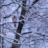 雪の鳩