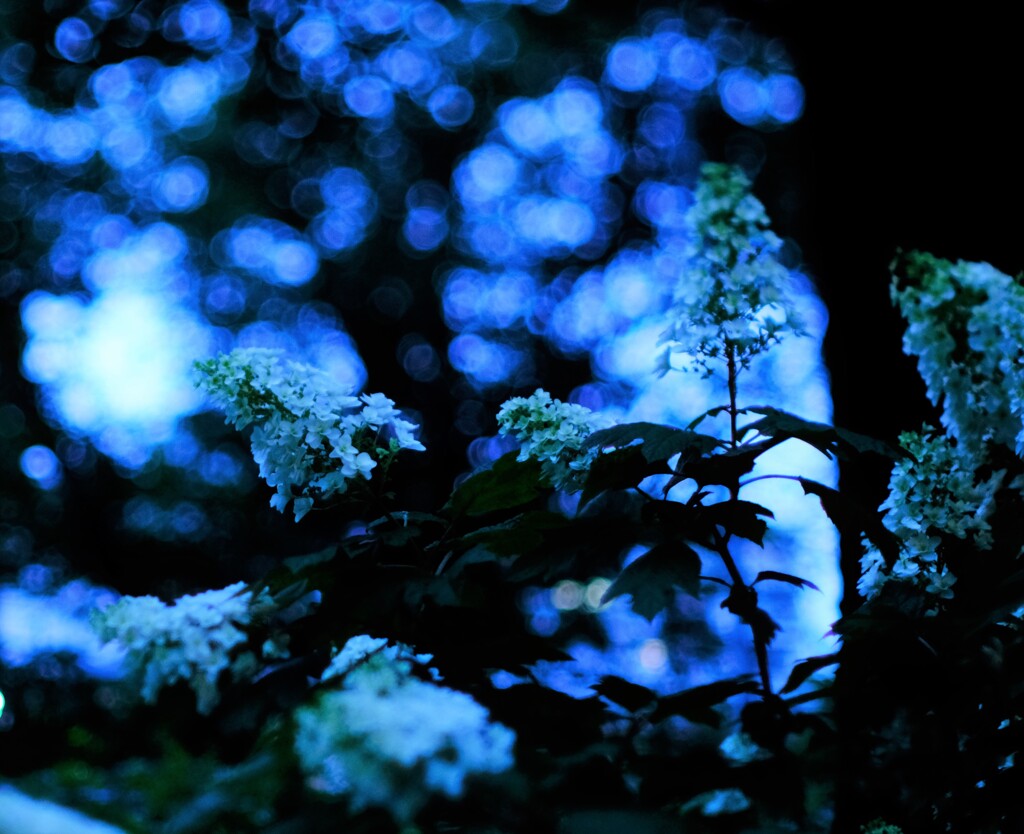 夜アナベル～小平紫陽花公園