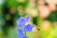 デルフィニウム～中之条ガーデンズ