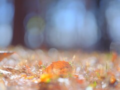 逆光の落葉～森林公園
