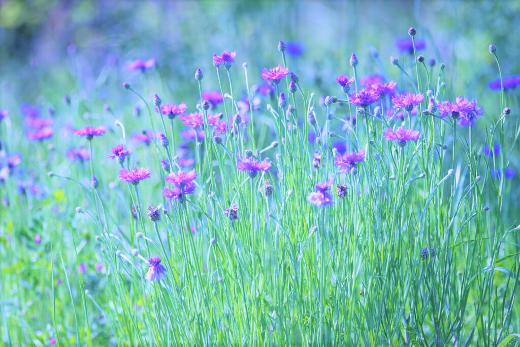 Cornflower
