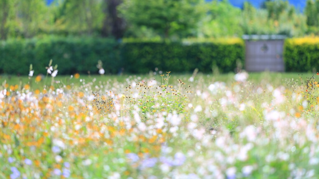 秋の花庭～中之条ガーデンズ1