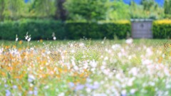 秋の花庭～中之条ガーデンズ1