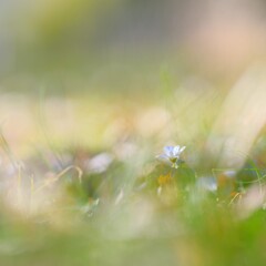 ユキワリイチゲ～神代植物公園