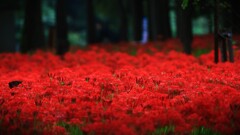 曼珠沙華～巾着田1