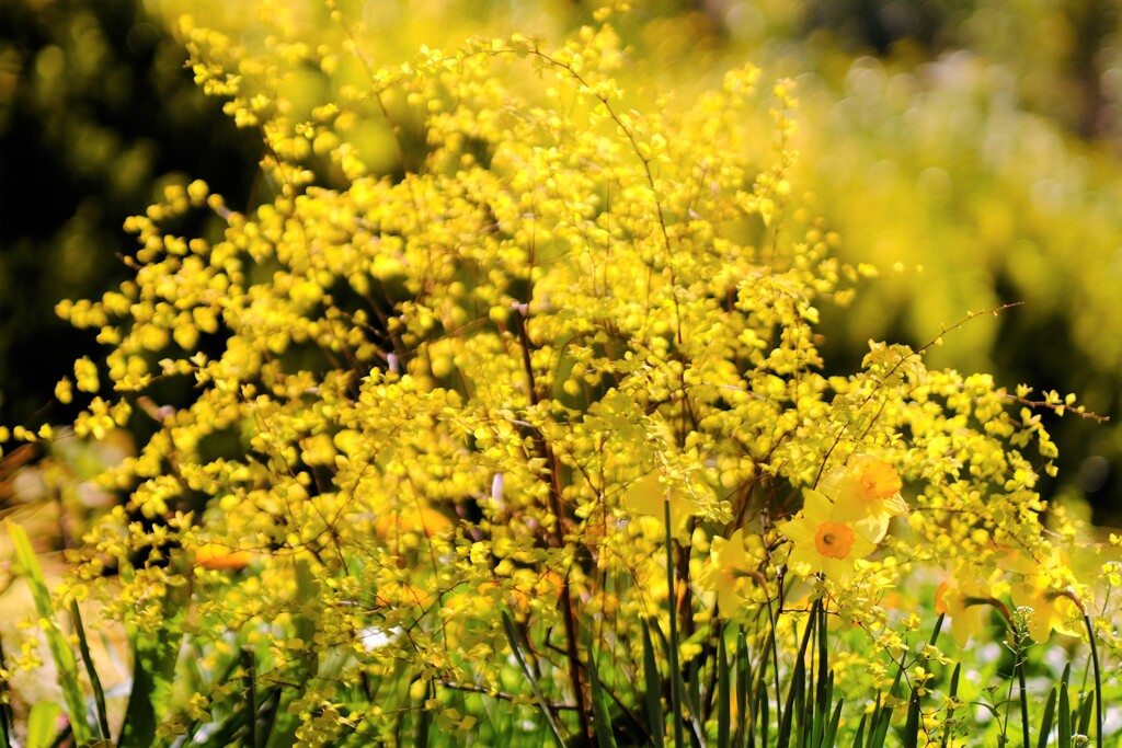 yellows