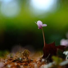 森林公園の秋~原種シクラメン 森林公園の秋~原種シクラメン