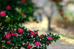 昭和記念公園の冬～サザンカ1