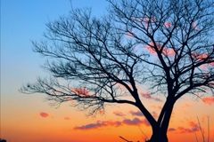 sunset tree 