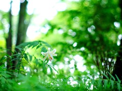 ヤマユリ～森林公園4