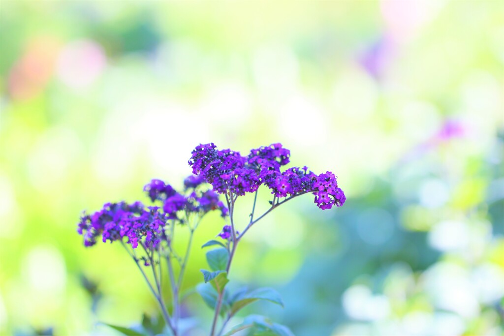 colors  purple