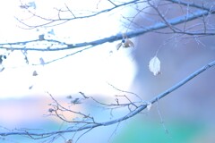 葉っぱシリーズ1