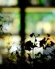 店頭の花～ダリア ブラックナイト
