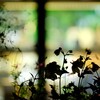 店頭の花～ダリア ブラックナイト