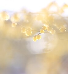 蝋梅～府中郷土の森博物館