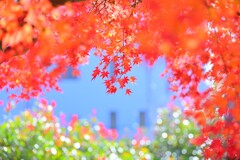 モミジ～ランチタイム紅葉2