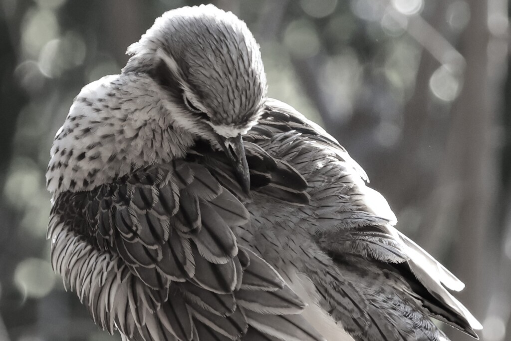 イシチドリ～キャンベルタウン