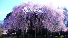 枝垂桜～みずほエコパーク