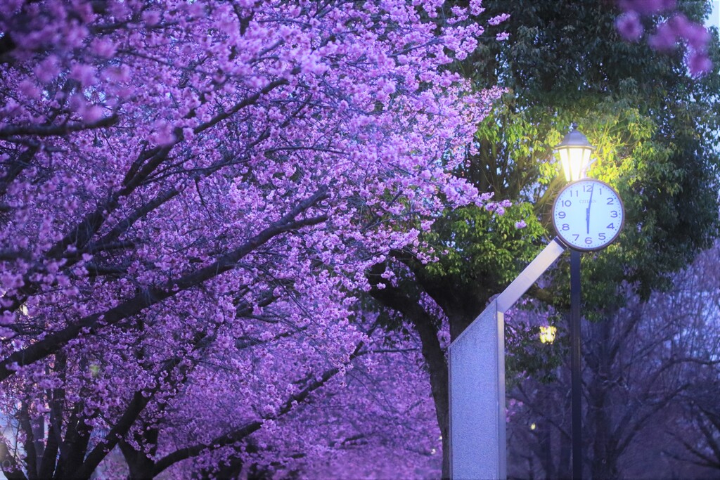 yo sakura time