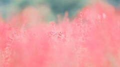 森林公園～サルビア