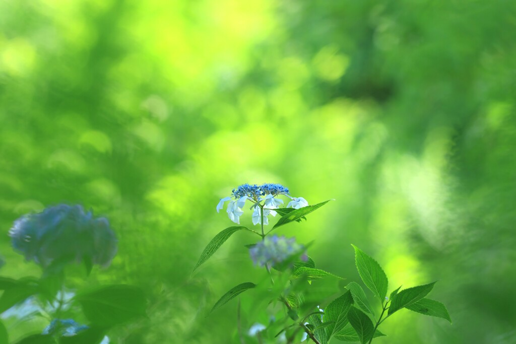 紫陽花～府中市郷土の森博物館7