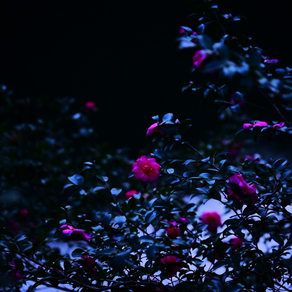 夜山茶花～奥多摩湖の秋4