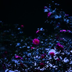 夜山茶花～奥多摩湖の秋4