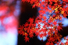 koyo momiji